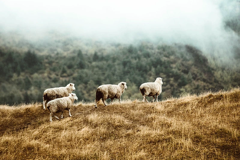 Ovce merino sa chovajú najmä na Novom Zélande
