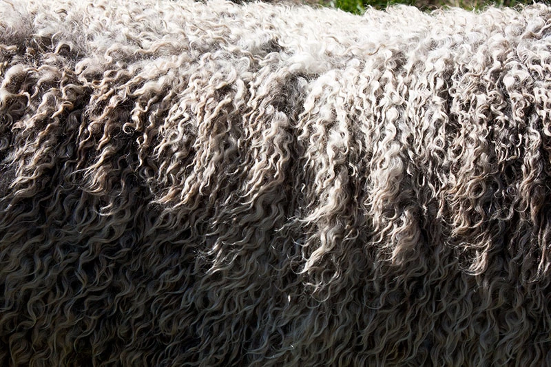 Ovce merino prekonávajú vysoké teplotné rozdiely, preto je ich vlna taká odolná.