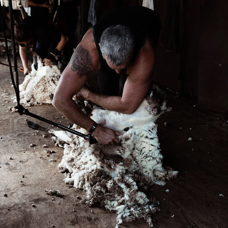 Strihači získajú z jednej ovce 2 až 6,5 kg merino vlny. U barana to môže byť 10-12 kg